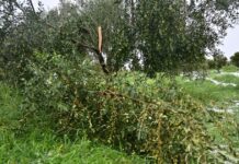 xalazi eurok 1200x630.jpg