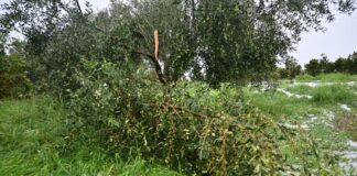 xalazi eurok 1200x630.jpg