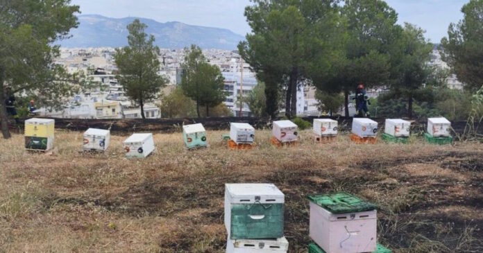fotia alsosveikou2 1200x630.jpeg