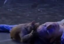 Γάτος ανέβηκε στη σκηνή την ώρα που παιζόταν το «Ρωμαίος και Ιουλιέτα» σε θέατρο στην Τουρκία – Δείτε βίντεο