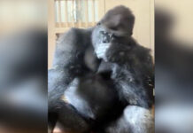 gorilla sad 1200x630.jpg