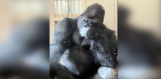 gorilla sad 1200x630.jpg