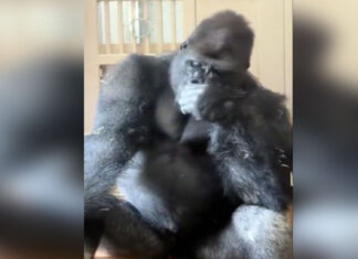 gorilla sad 1200x630.jpg