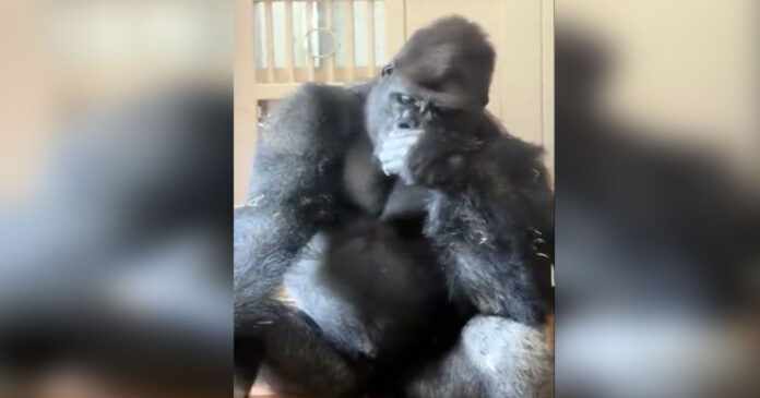 gorilla sad 1200x630.jpg