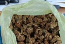 kanavvi elas 1200x630.jpg