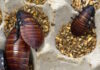 katsarides cockroaches 1200x630.jpg