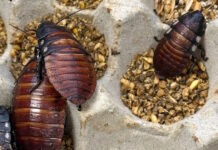 katsarides cockroaches 1200x630.jpg