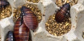katsarides cockroaches 1200x630.jpg