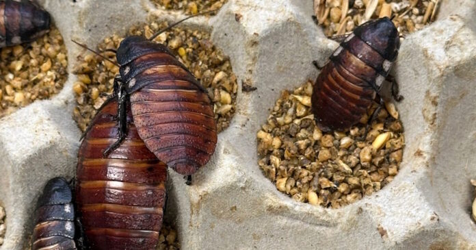 katsarides cockroaches 1200x630.jpg