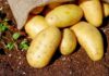 patates 1.jpg