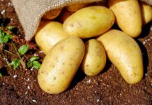 patates 1.jpg