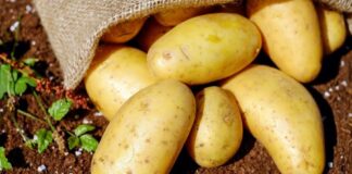 patates 1.jpg