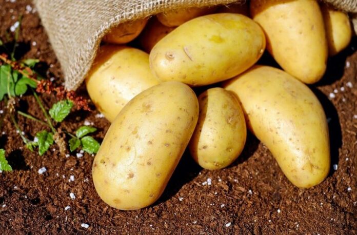 patates 1.jpg