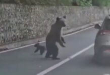 romania x 1200x630.jpg
