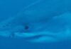 shark 1200x630.jpg