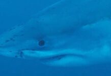 shark 1200x630.jpg