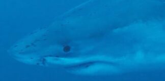 shark 1200x630.jpg