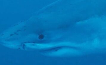 shark 1200x630.jpg