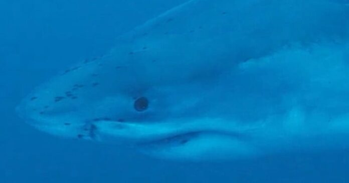 shark 1200x630.jpg