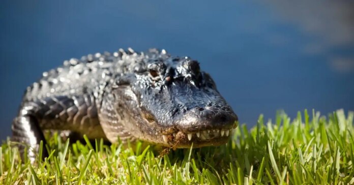 aligatoras-istock-1200x630.jpg