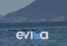Απίστευτο θέαμα στην Εύβοια με κοπάδι δελφινιών να κολυμπά δίπλα στον κόσμο