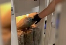 Κινέτα: Βρέθηκε εργαστήριο καλλιέργειας κάνναβης σε σπίτι – «καβάτζα», συνελήφθησαν δύο άντρες