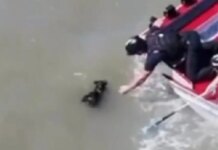 Σαν Φρανσίσκο: Συγκινητική διάσωση σκύλου που είχε χαθεί για σχεδόν δύο εβδομάδες, δείτε βίντεο