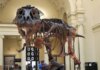 Στο «σφυρί» ο «Γκας»: Σκελετός T-Rex μπορεί να πωληθεί έως και 30 εκατ. δολάρια