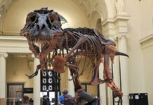 Στο «σφυρί» ο «Γκας»: Σκελετός T-Rex μπορεί να πωληθεί έως και 30 εκατ. δολάρια