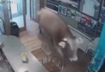 Ισπανία: Ταύρος μπήκε ξαφνικά σε μπαρ, άναυδοι οι θαμώνες