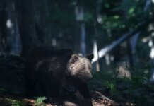 Φρικτός θάνατος για 29χρονη σε κάμπινγκ στη Ρωσία: Αρκούδα την έσυρε στο δάσος και την δάγκωσε μέχρι θανάτου