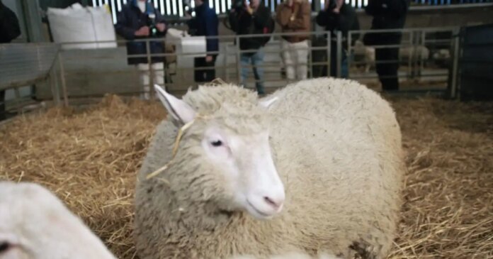 dolly-the-sheep-1200x630.jpg