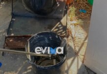 Εύβοια: Φίδι δύο μέτρων εντοπίστηκε σε αποθήκη σπιτιού