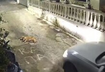 Κέρκυρα: «Δεν ήθελα να το πατήσω» ισχυρίζεται η 44χρονη που σκότωσε τον σκύλο με το αυτοκίνητό της