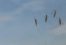 Ιός του Δυτικού Νείλου: Πρώτα κρούσματα σε Φιλοθέη, Ψυχικό και Παπάγου, Χολαργό – Στη ΜΕΘ 75χρονος στην Κρήτη