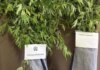Ρόδος: Συνελήφθη 60χρονη για καλλιέργεια κάνναβης – Κατασχέθηκαν 10 δενδρύλλια