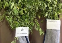 Ρόδος: Συνελήφθη 60χρονη για καλλιέργεια κάνναβης – Κατασχέθηκαν 10 δενδρύλλια