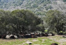 Λέσβος: Παράταση και αναστολή φορολογικών υποχρεώσεων για τους πληγέντες από τον αφθώδη πυρετό