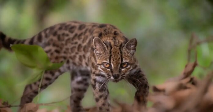 leopardus-tilcayo-1200x630.jpg