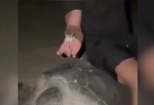 Εξοργιστικό βίντεο με Ουκρανούς τουρίστες στο Ομάν να κάθονται στο καβούκι θαλάσσιας χελώνας