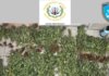 Πήλιο: Ξεριζώθηκαν 79 δενδρύλλια κάνναβης – Το ύψος τους ξεπερνούσε τα 2 μέτρα