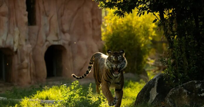 tigris-1-1200x630.jpg