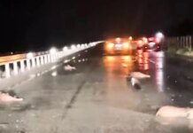Λάρισα: Αγριογούρουνα προσπάθησαν να περάσουν την Εθνική Οδό και προκάλεσαν τροχαίο