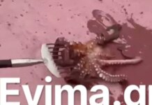 Εύβοια: Ψάρεψαν χταπόδι «γίγαντα» στο λιμάνι του Αλμυροποτάμου